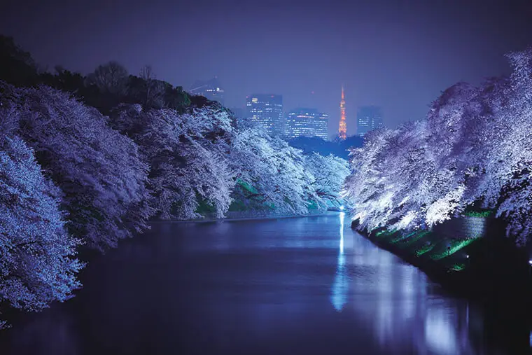 Spring Cherry Blossoms