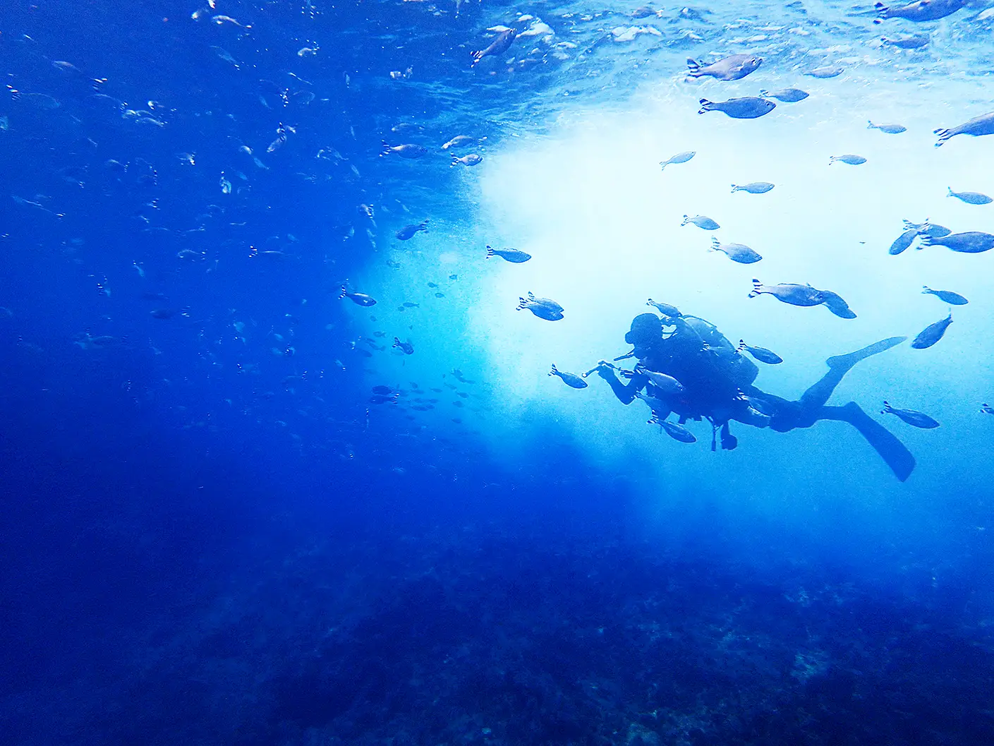 Diving and Underwater Photography in Hachijojima (for experienced divers)