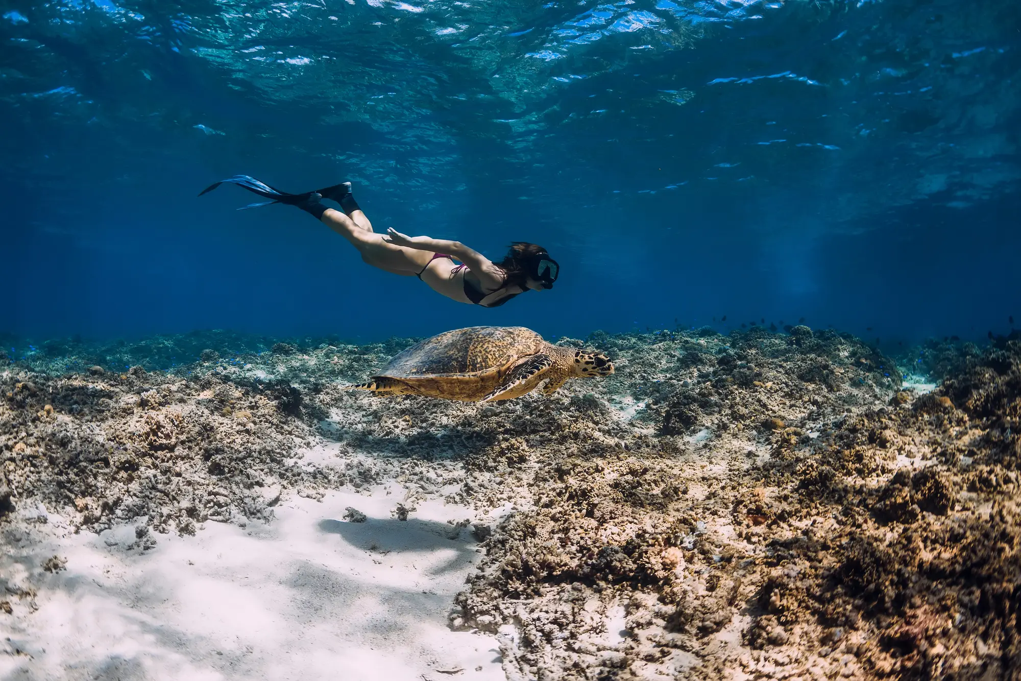 <p>Izu Oshima Snorkeling</p>