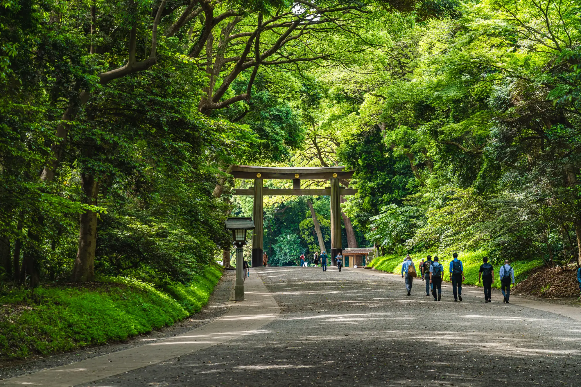 <p>Tour the Woodlands of Meiji Jingu</p>